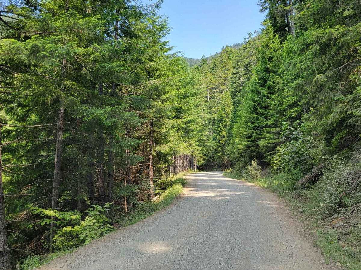 NF 2419 - Mt Ellinor Th photo 2