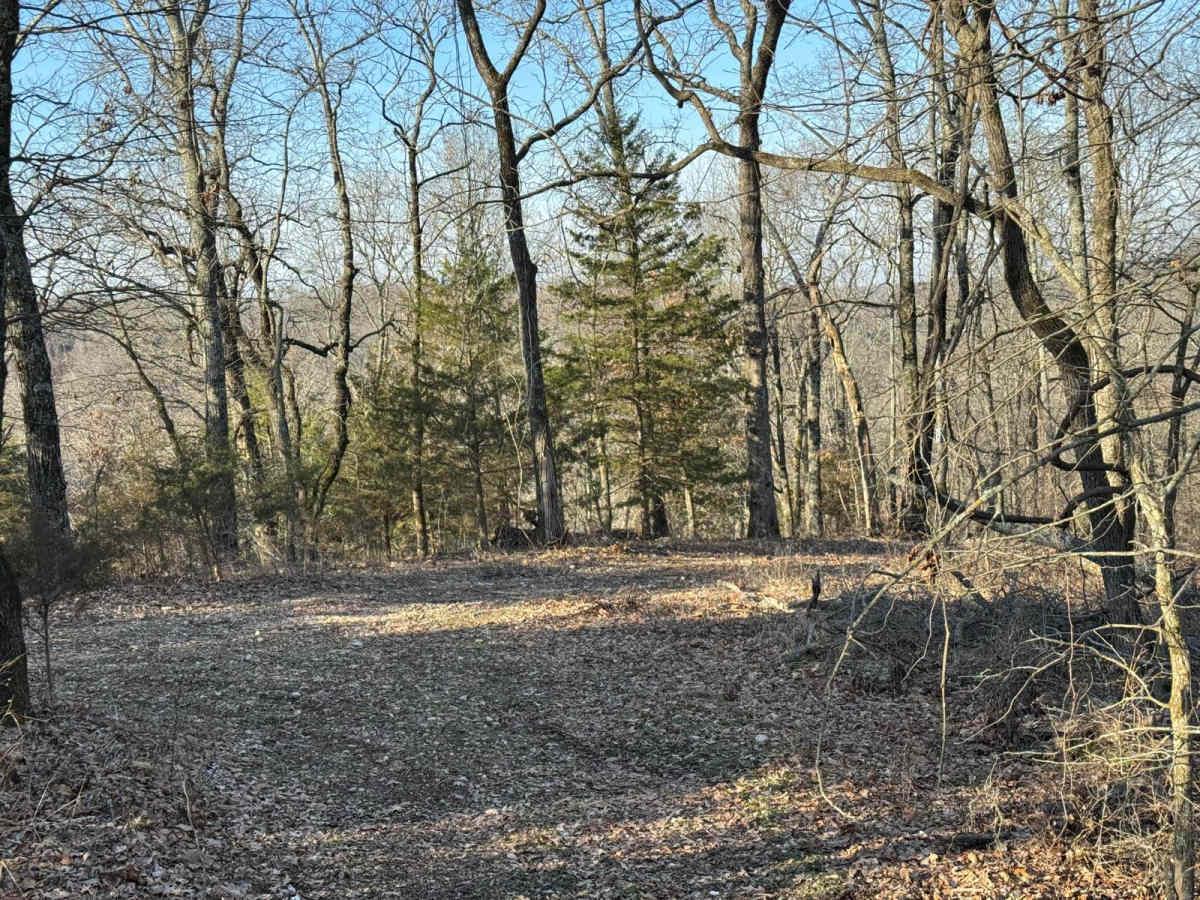Green 409 photo 2