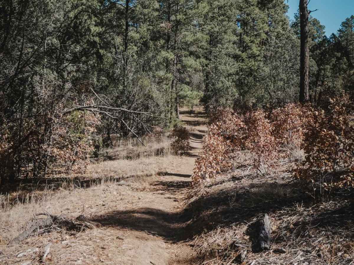 Pine Loop photo 6