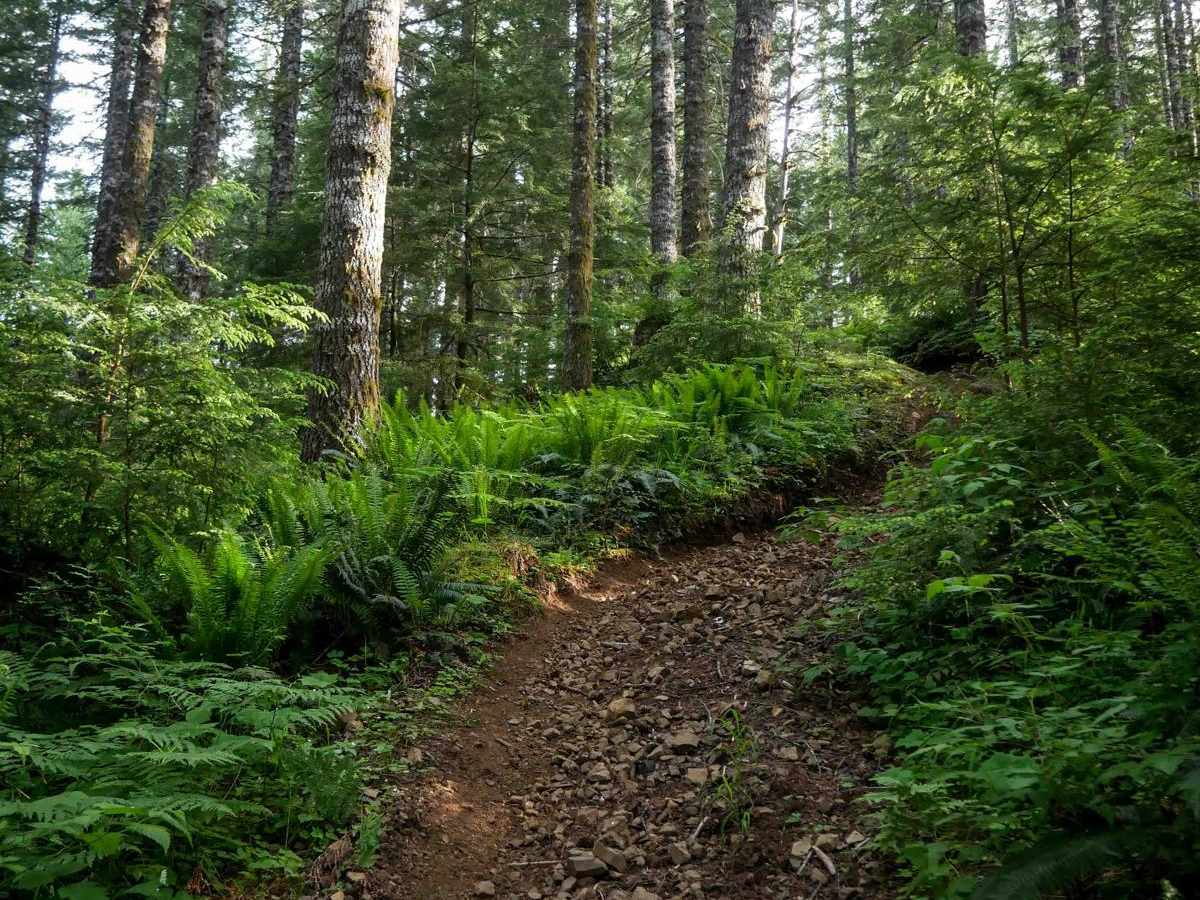 #41E (Moderate) trail photo