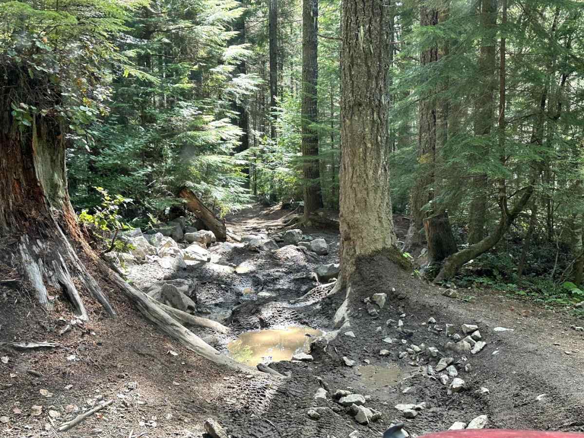 Alder Loop Trail photo 4