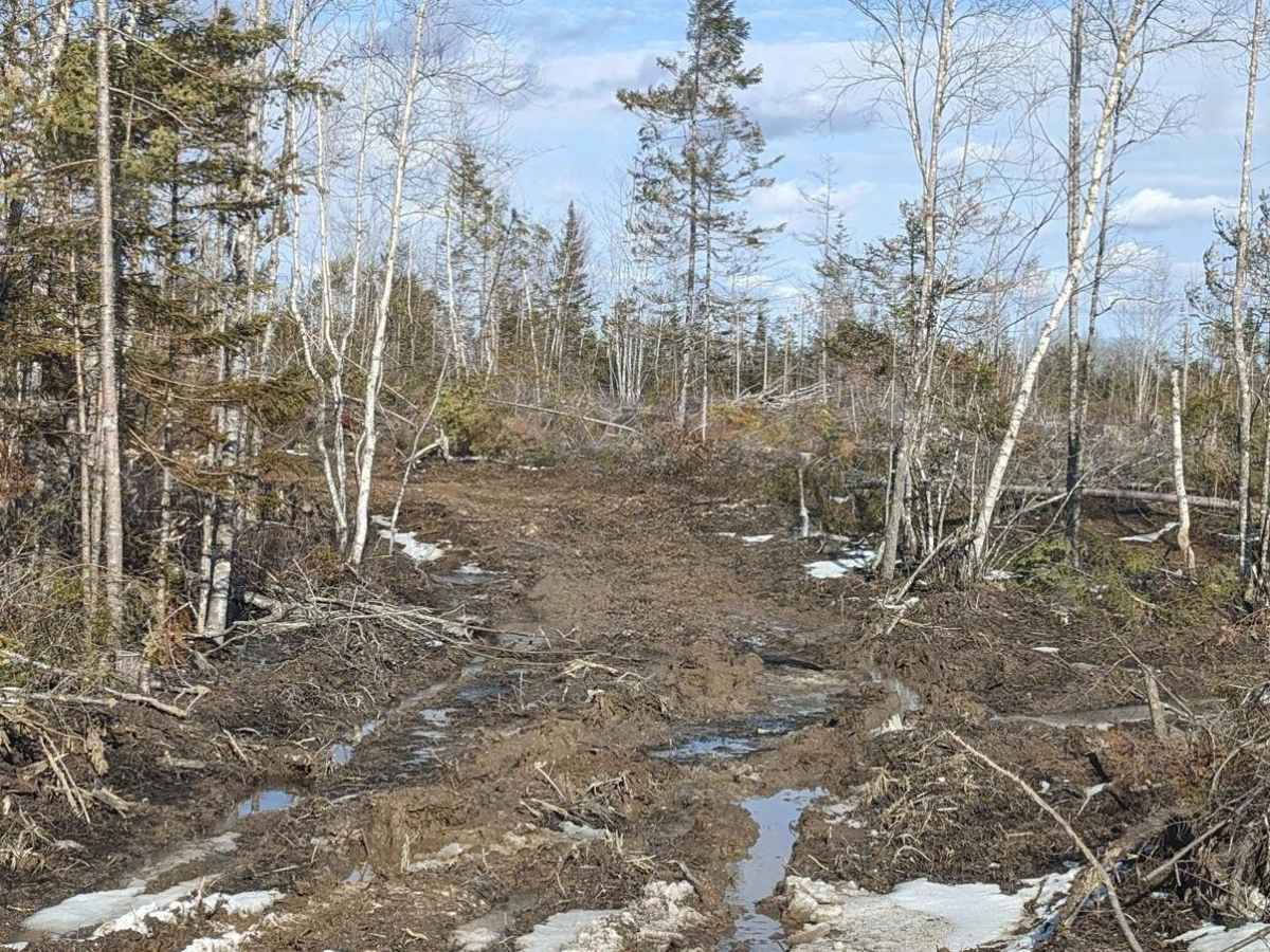 Douglas Clearcut photo 2