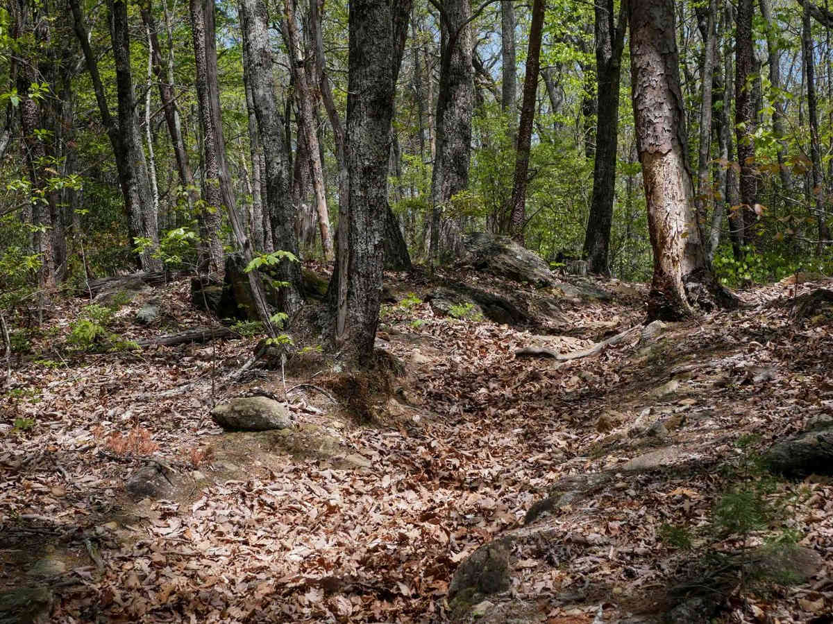 Rattlesnake Trail A photo 3