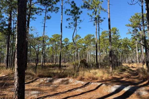 Pettiford Creek Trail 2
