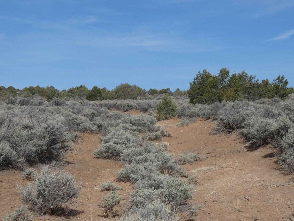 La Madera Loop FSR-222E photo 3