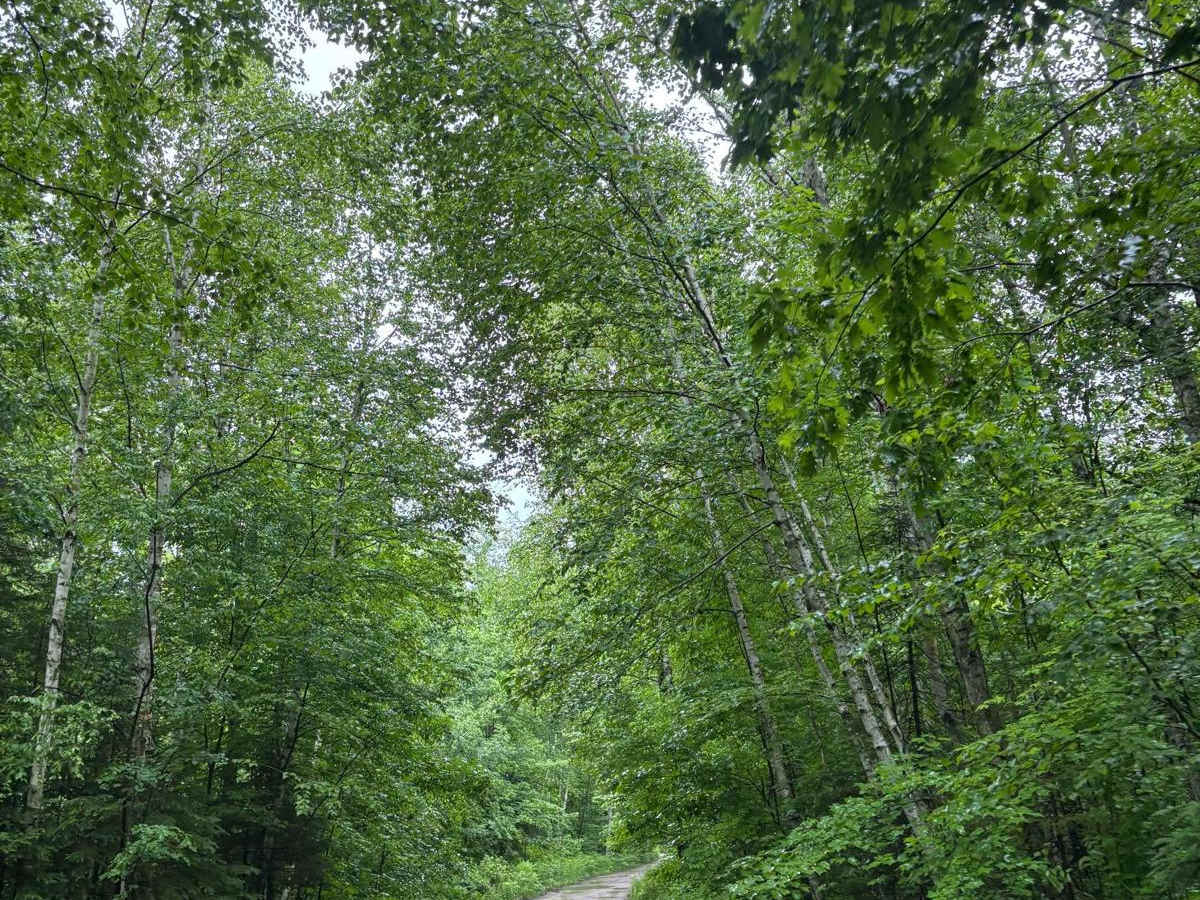 Forest Road 2329 trail photo
