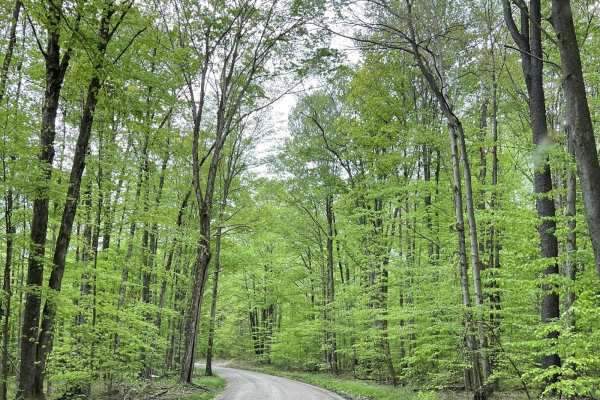 FR 297/237 Pine Run/Red Mill Campground