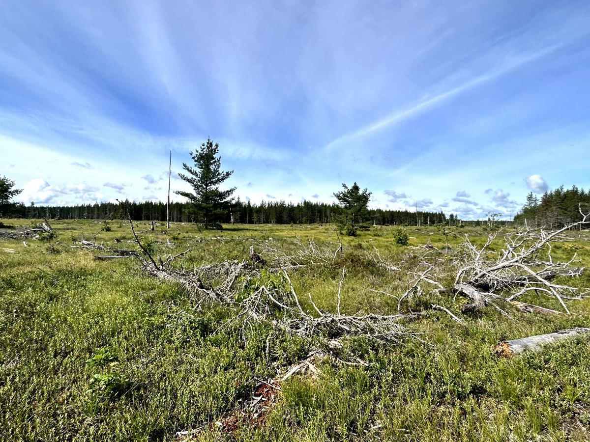 Baraga Plains North Loop photo 6