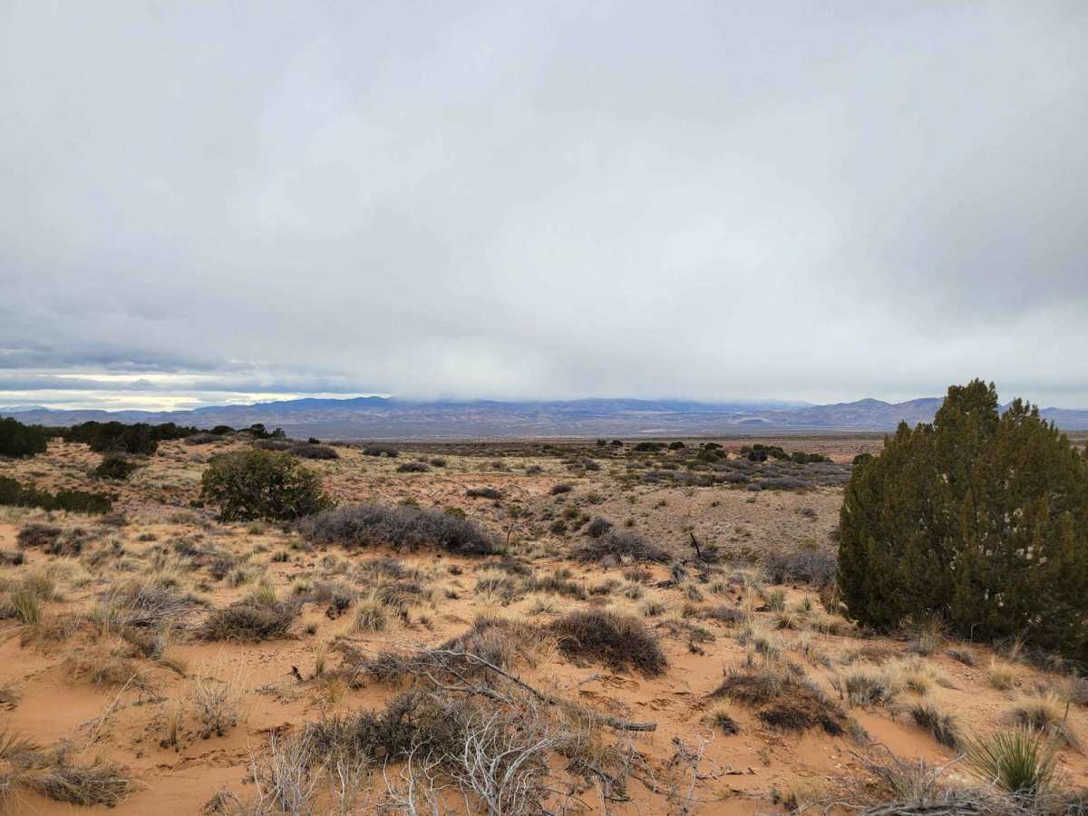 Bosequecito Desert Crossing photo 4