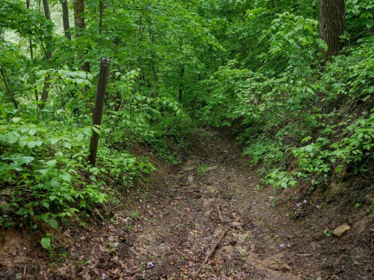 B196 trail photo