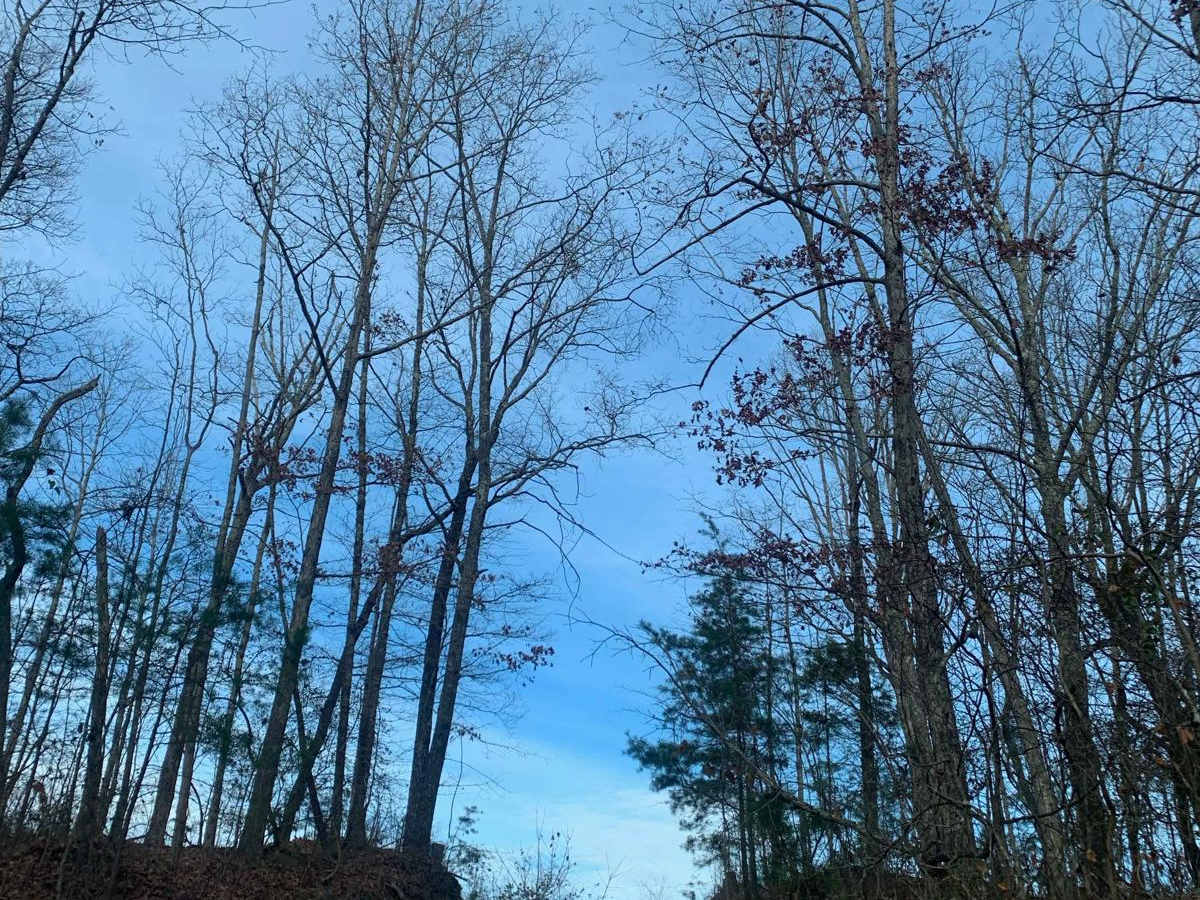 Dry Branch Road photo 3