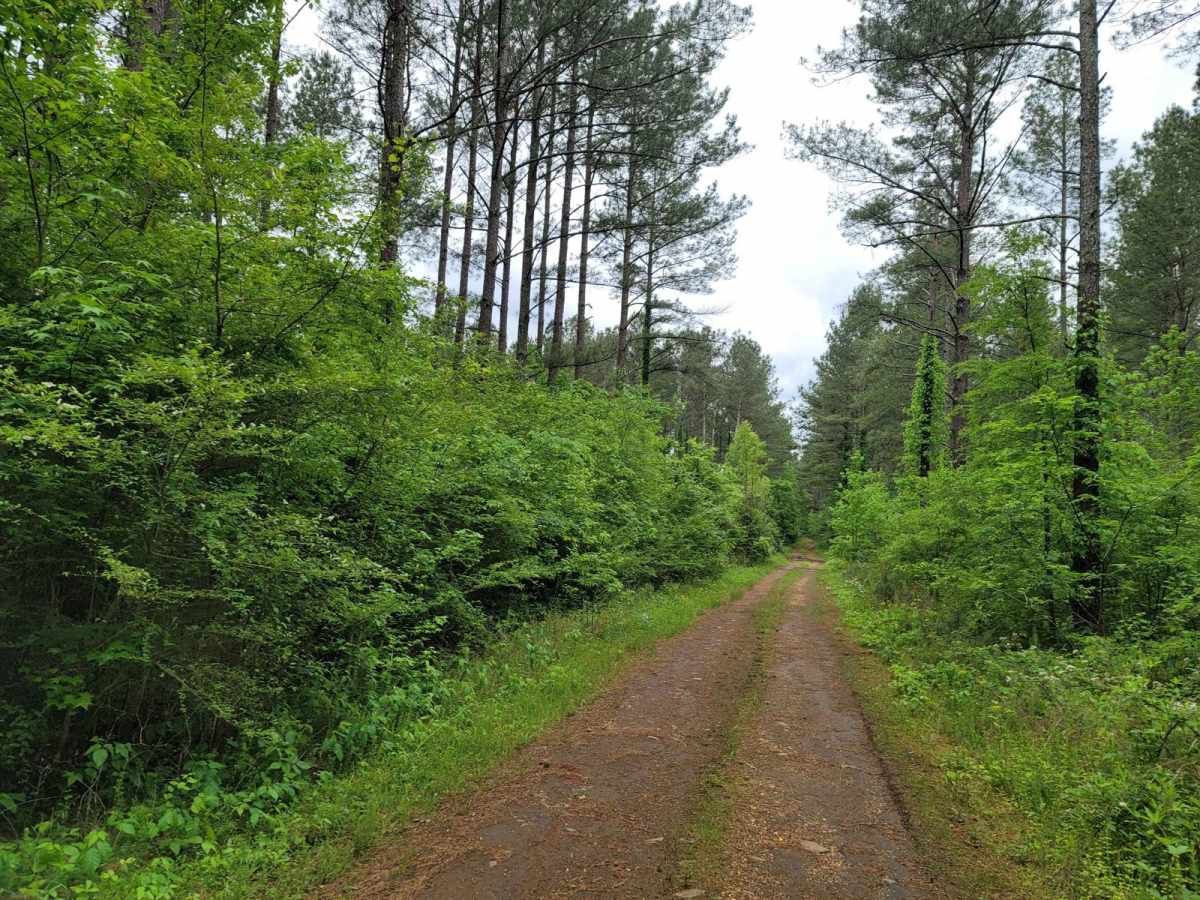 Rally Run trail photo
