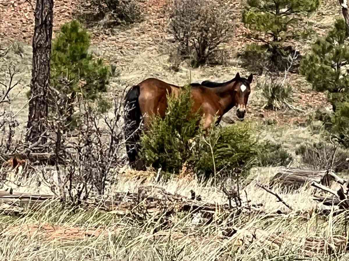 FS 46 Wild Horse Haven trail photo