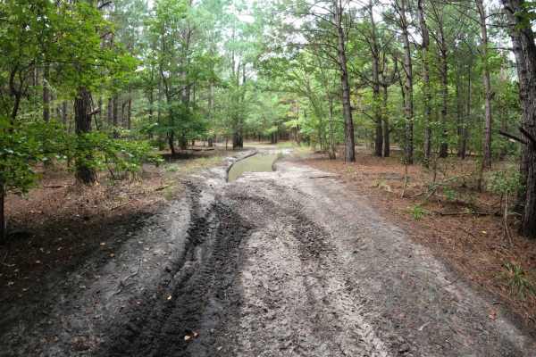 Laiklynn's Lane