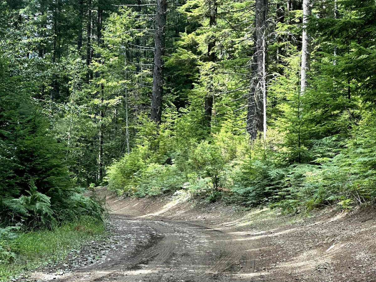 Road 99 photo 4