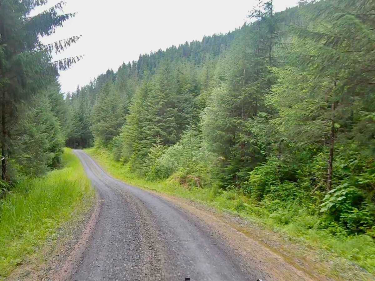 Highbush - 50040 photo 2