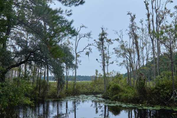 Bonneau Ferry WMA - Waterfowl Loop