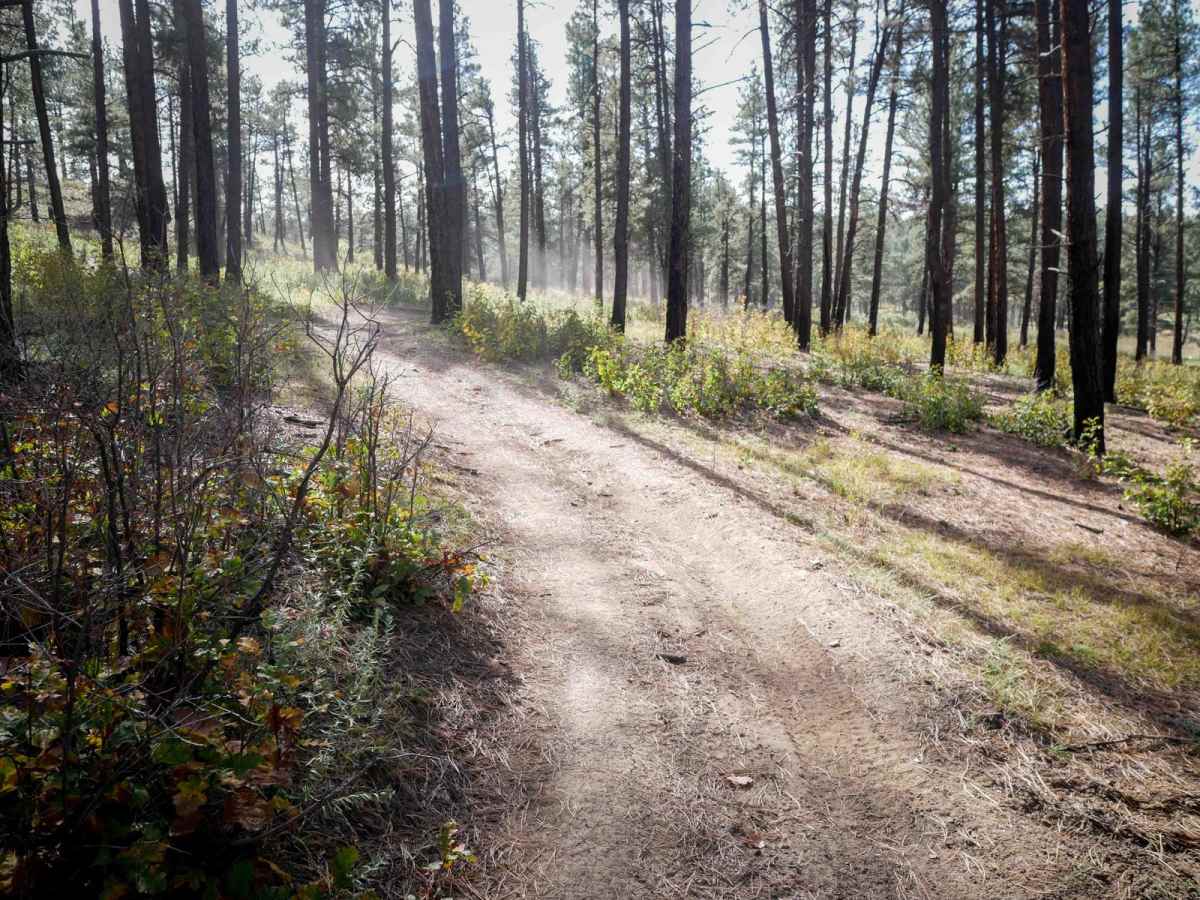 Skimmer Trail photo 4