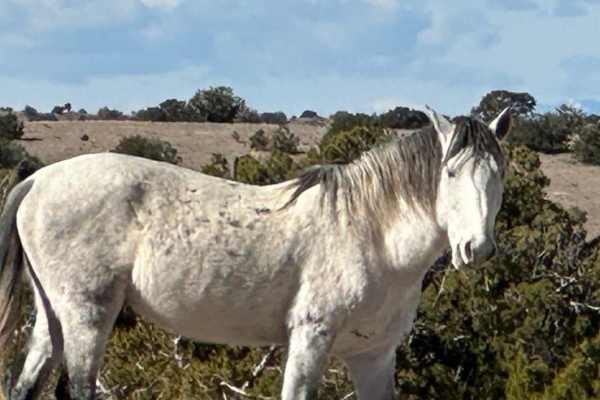 Wild Horse Shortcut