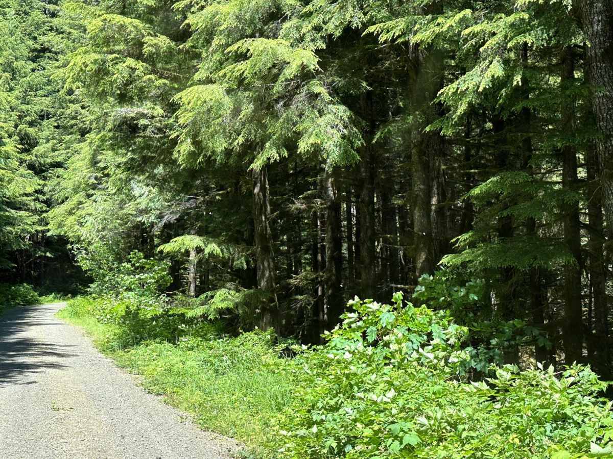 West Side East Fork Humptulips Valley Trail photo 5