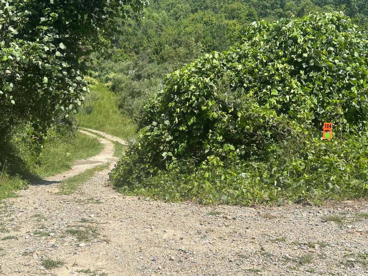 104 trail photo