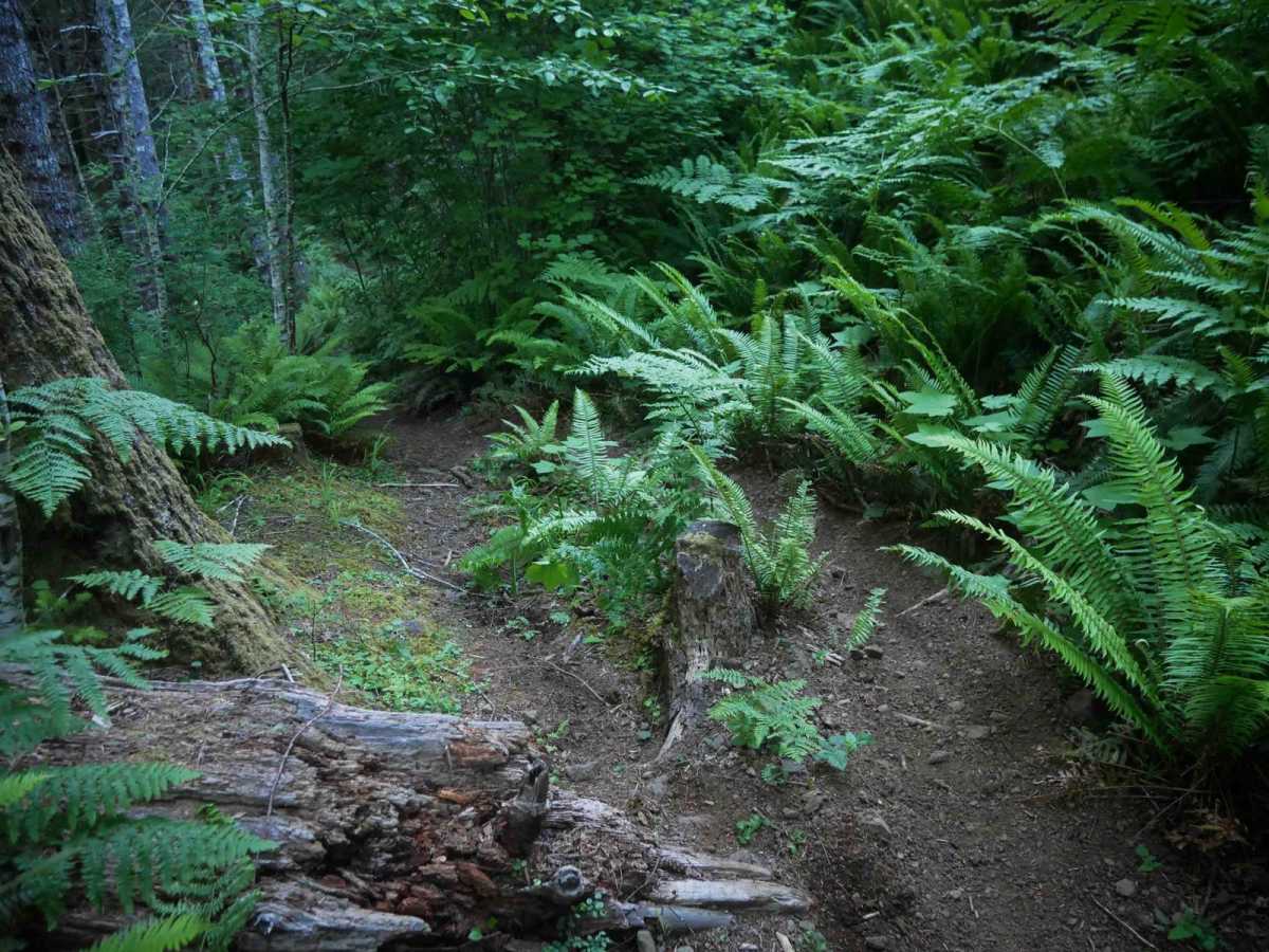 #118 trail photo