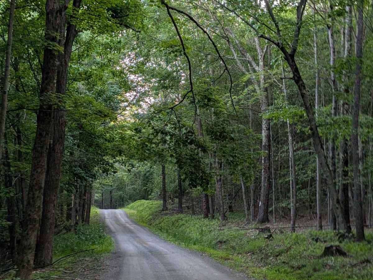 Marshall Road photo 6