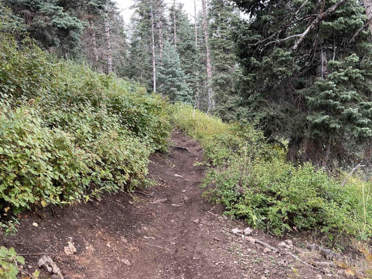 Mapleton-Sawmill Hollow (8013) photo 3