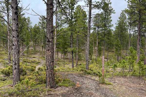 Boxelder Ridge Cut Through Final Leg