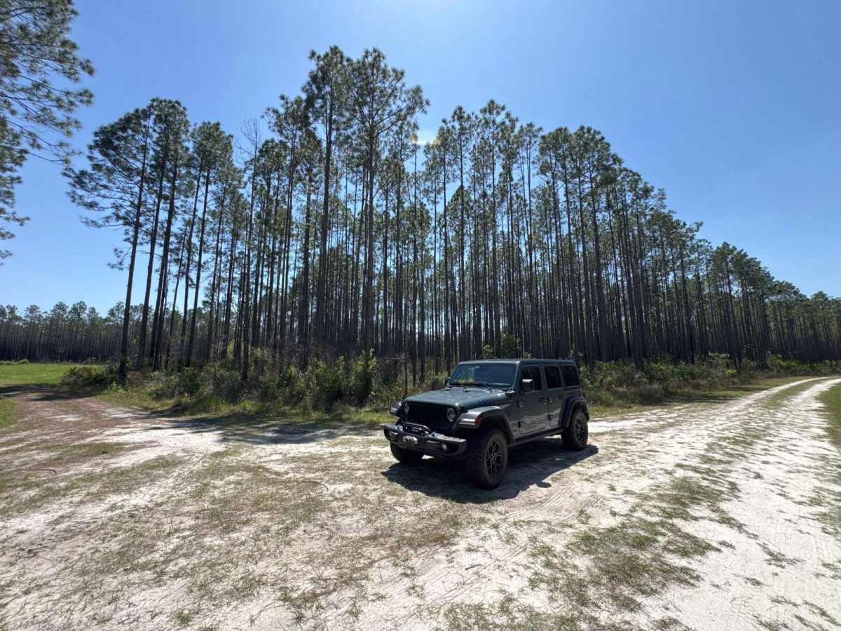 Bear Branch - Osceola NF 276 photo 4
