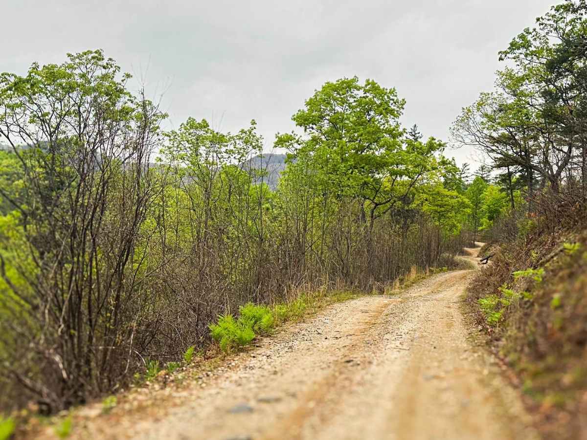 Walnut Fork trail photo