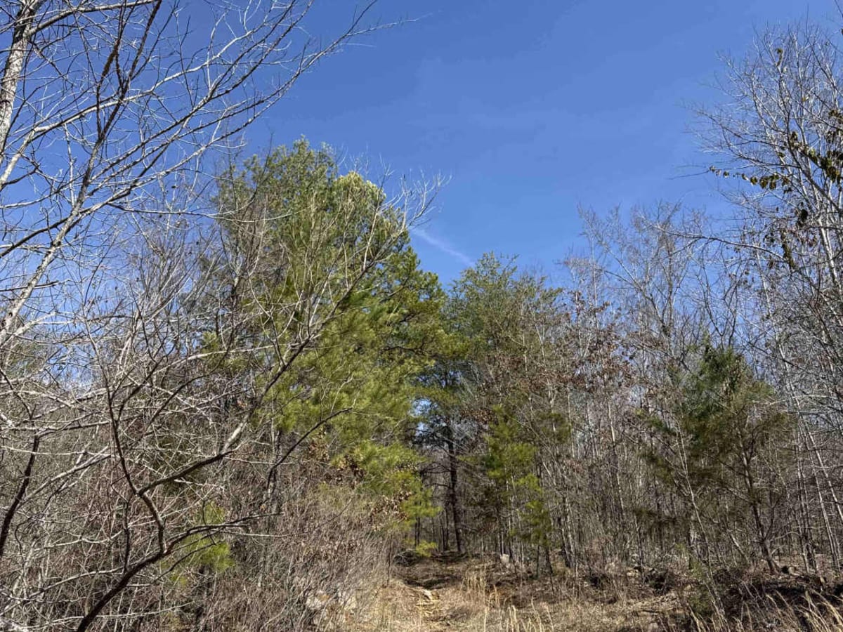 #45 Mall Drive trail photo