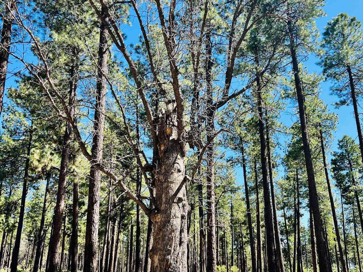 FR-6362 More Trees photo 6