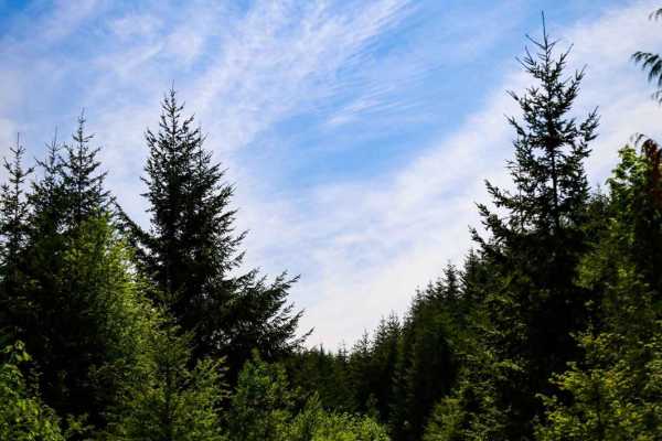 Fulton Creek Road to Murhut Falls