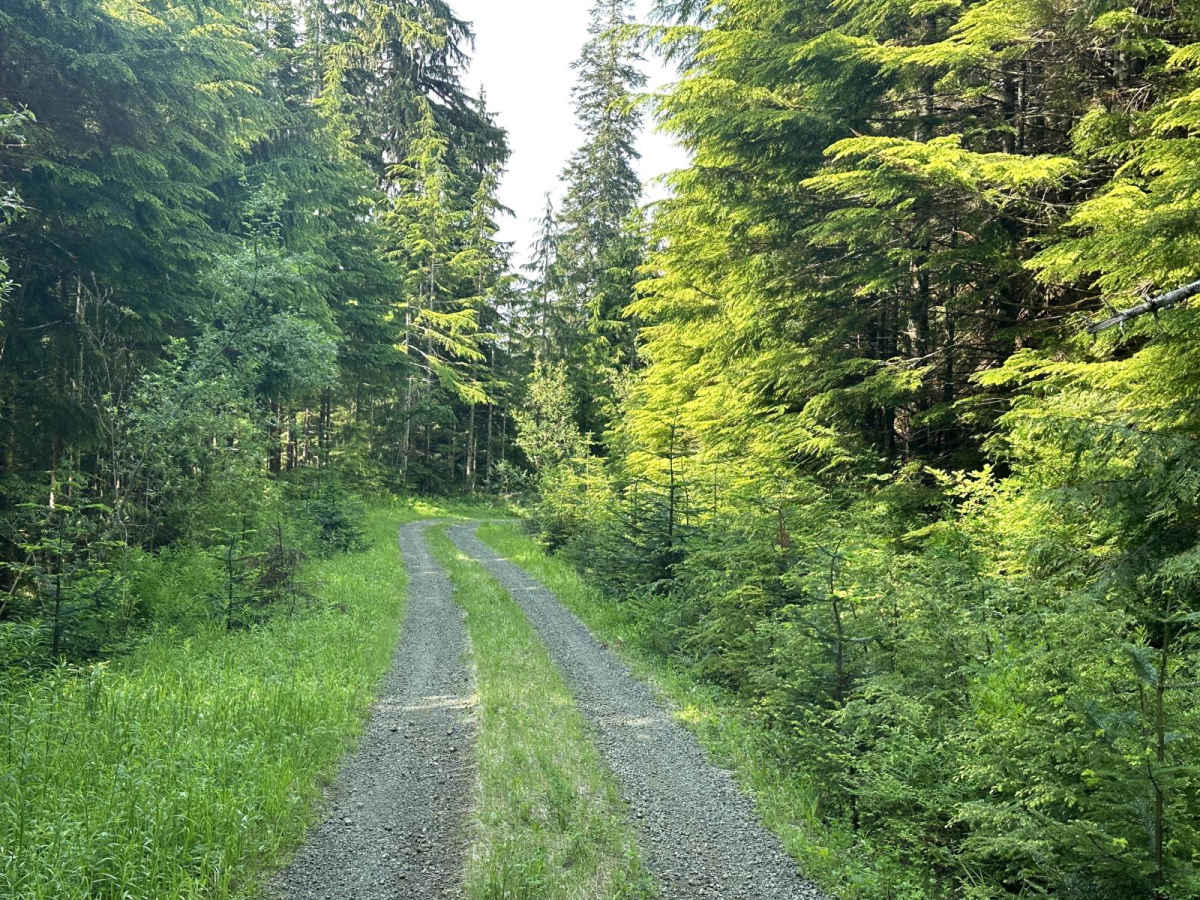 Humptulips Ridgeline Trail photo 5