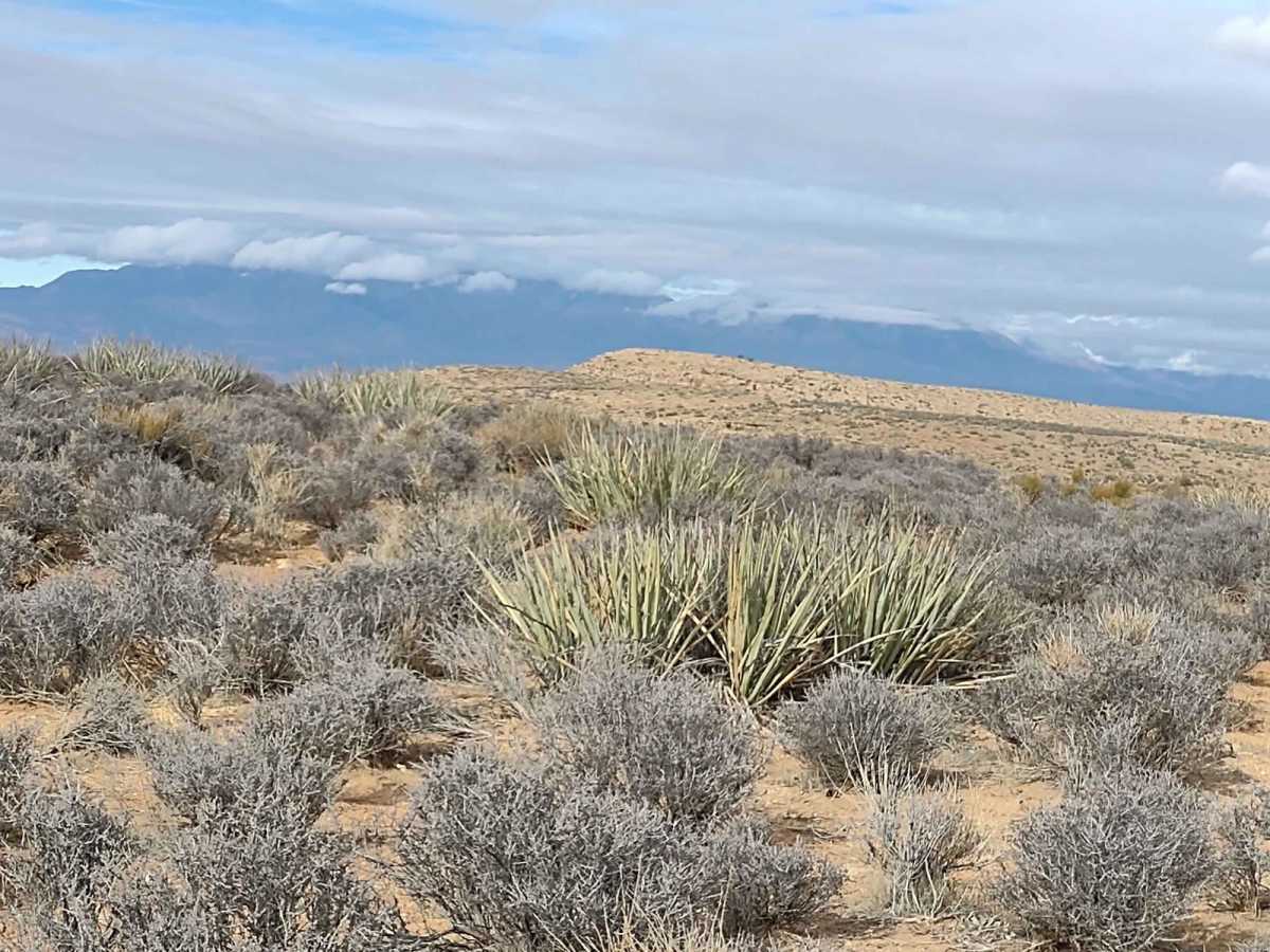 Yucca Way trail photo