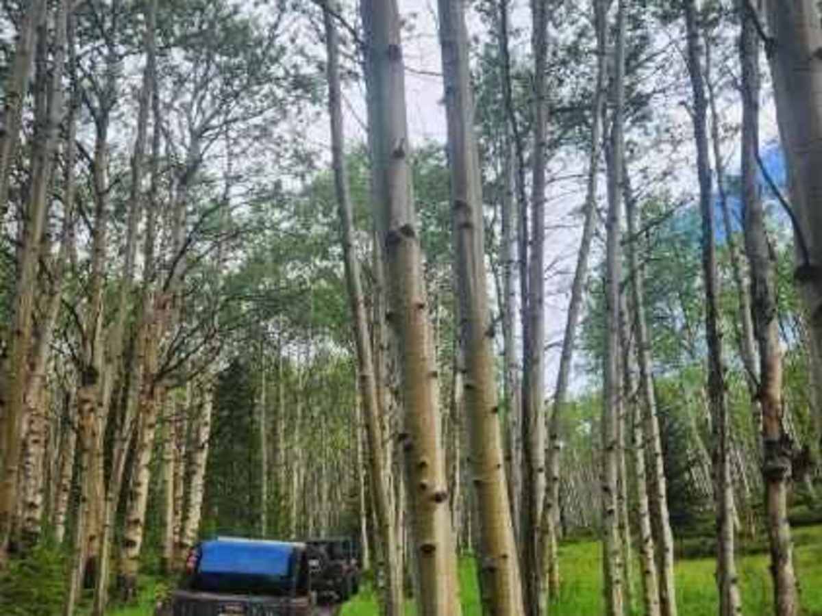 Grizzly Ridge Yurt trail photo