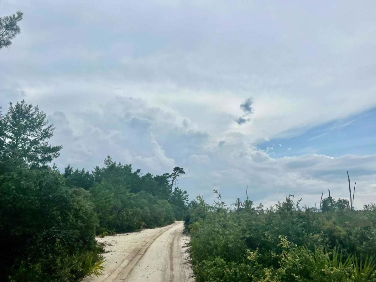 Ocala National Forest | Trail 38-2.3 photo 3