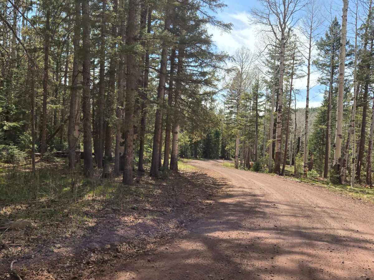Forest Service Road 61/64F photo 4