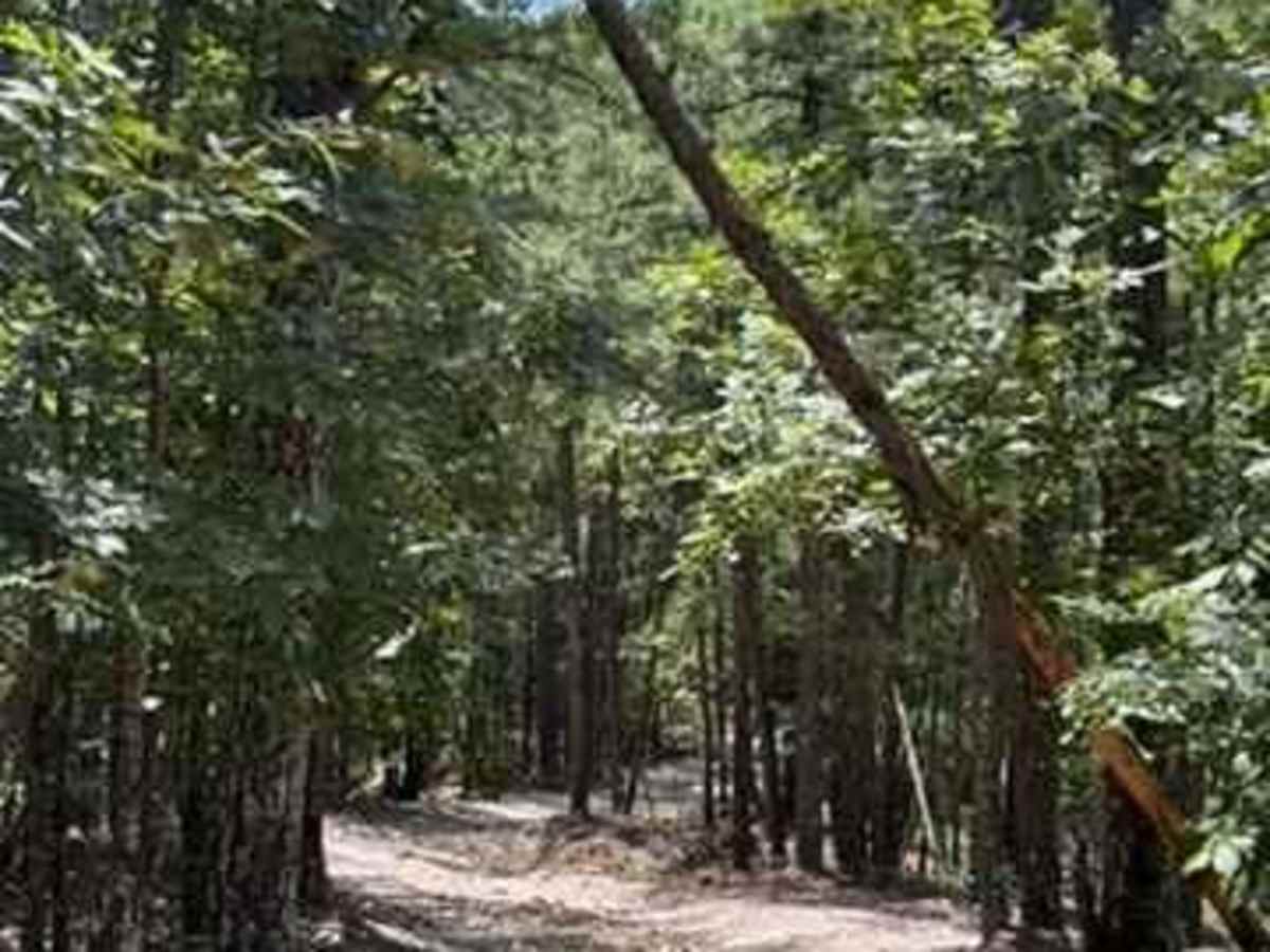 A13 photo 3