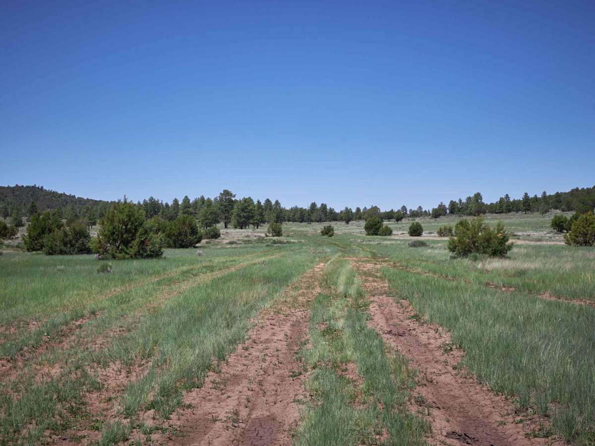 FR 799 trail photo
