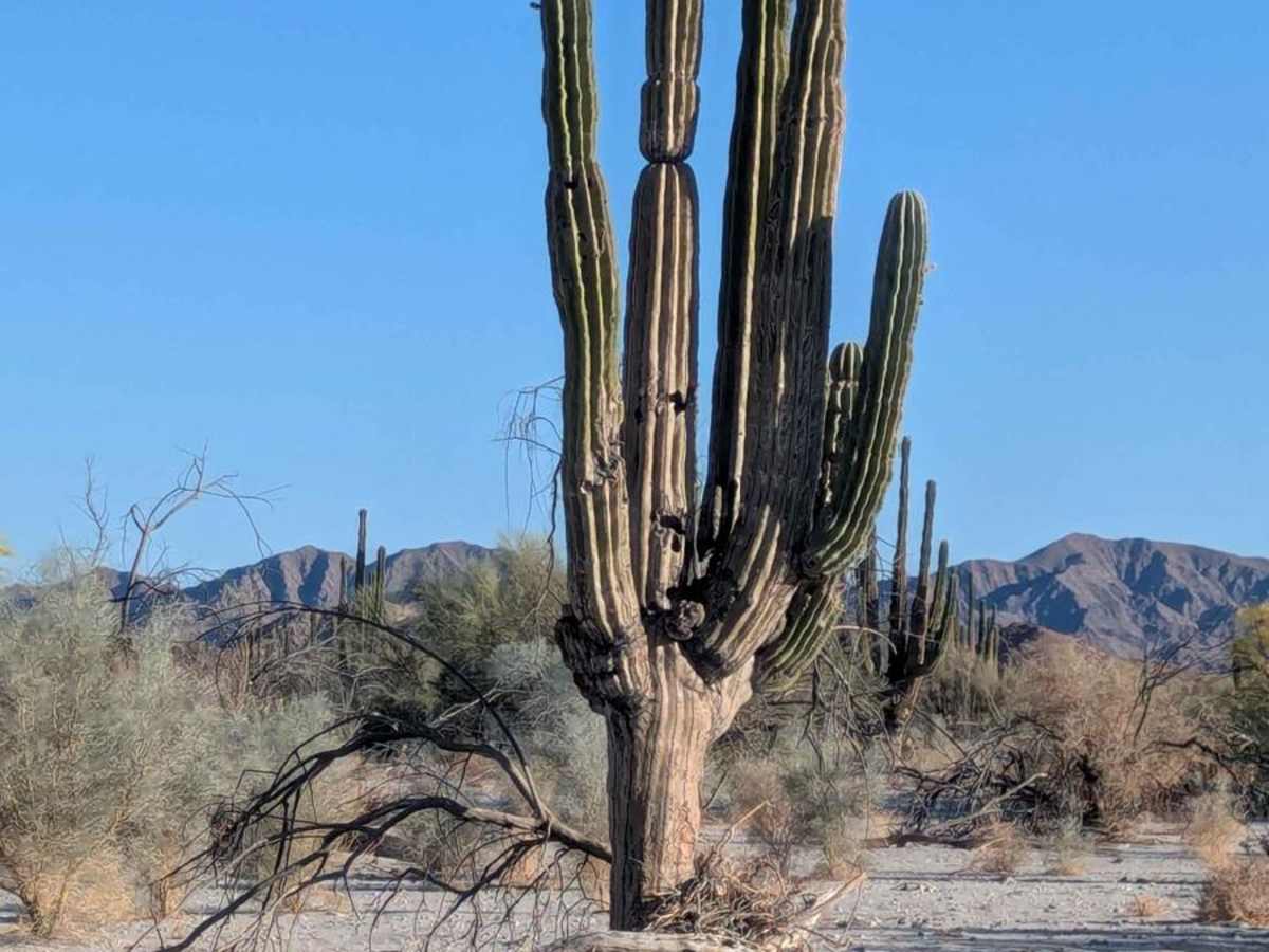 Octillo y Cacti Wash photo 5