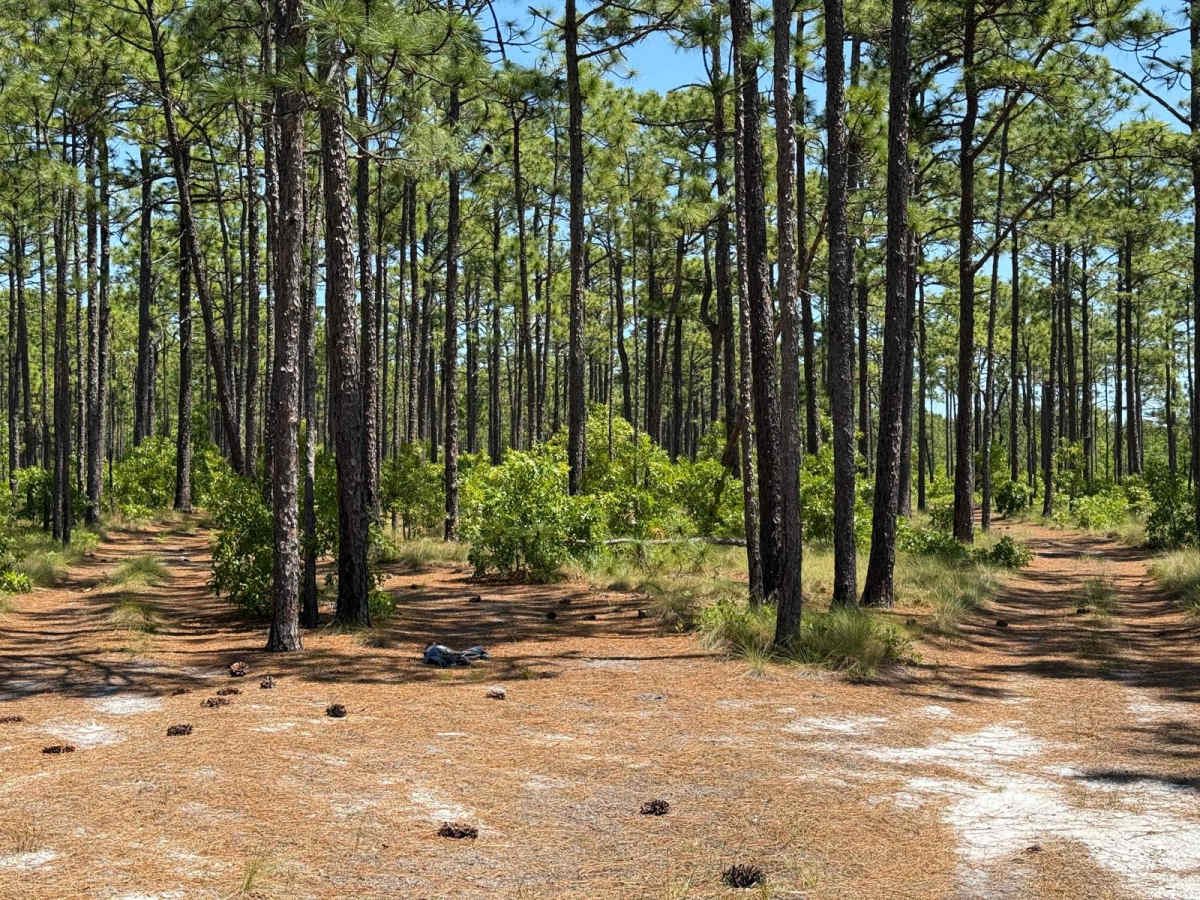 Pringle Road Spur 2 trail photo