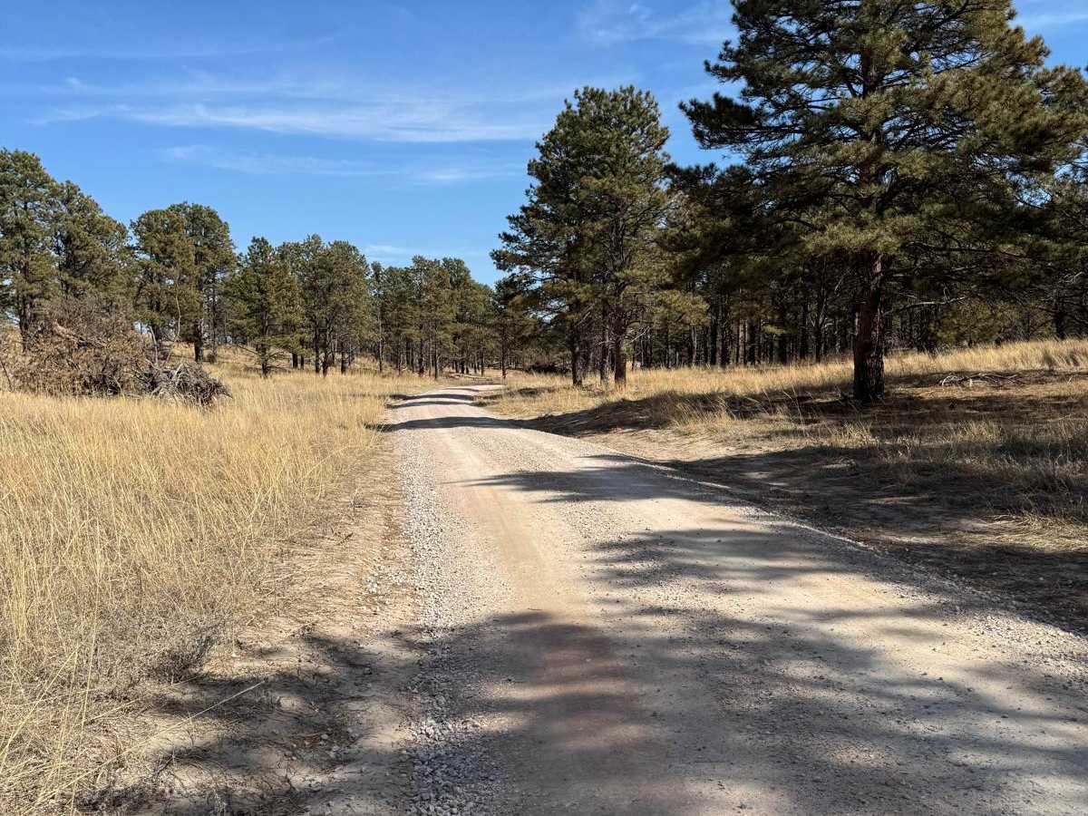 Forest Road 277 - Whitetail / Weggener photo 4