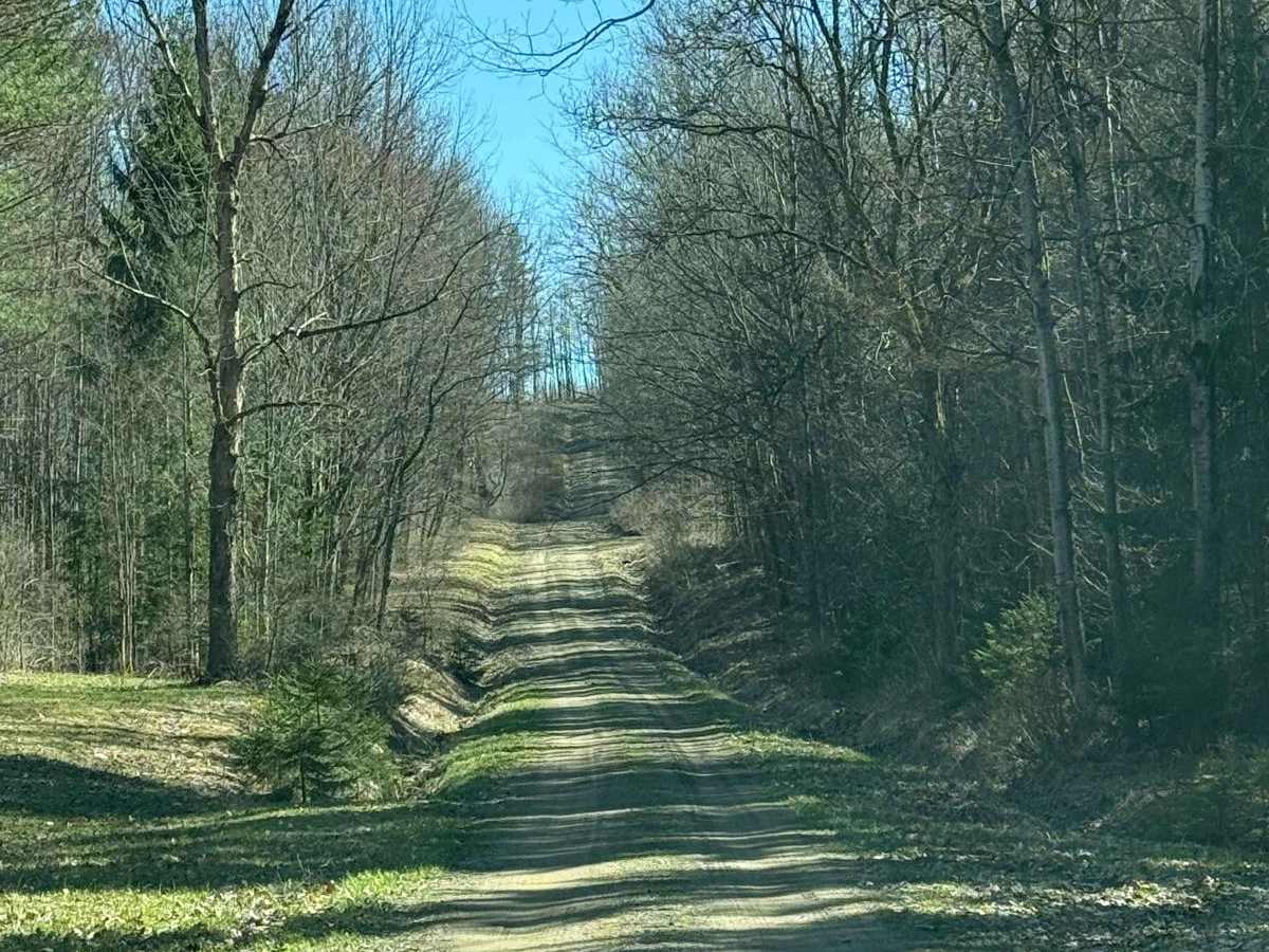 Plumbottom Reddy Forest Road photo 2