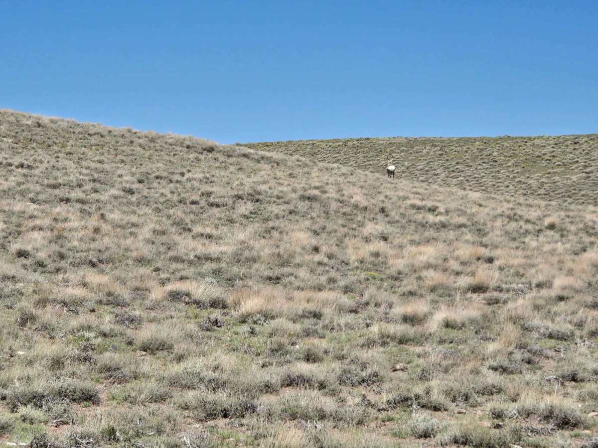 Parker Mountain 17 photo 6