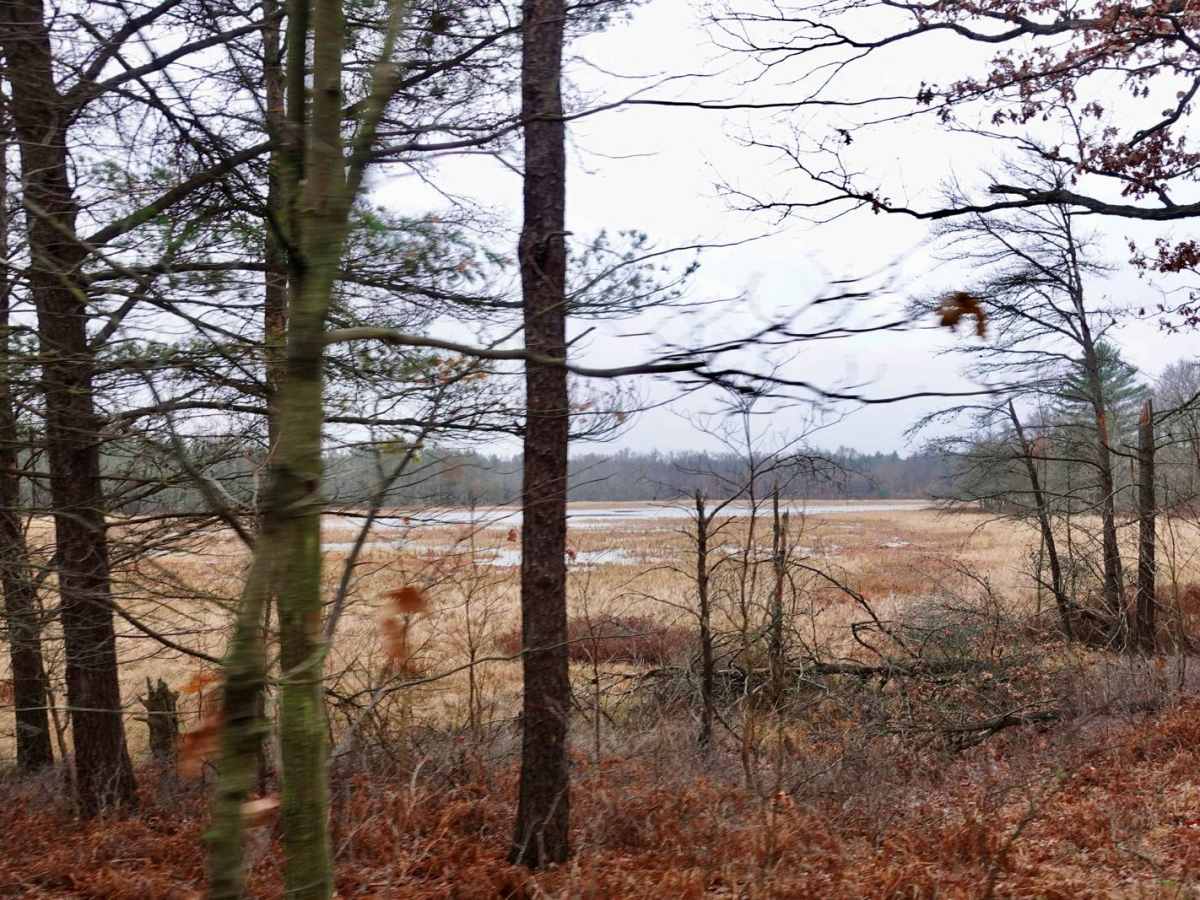 Forest Road 9381 photo 3