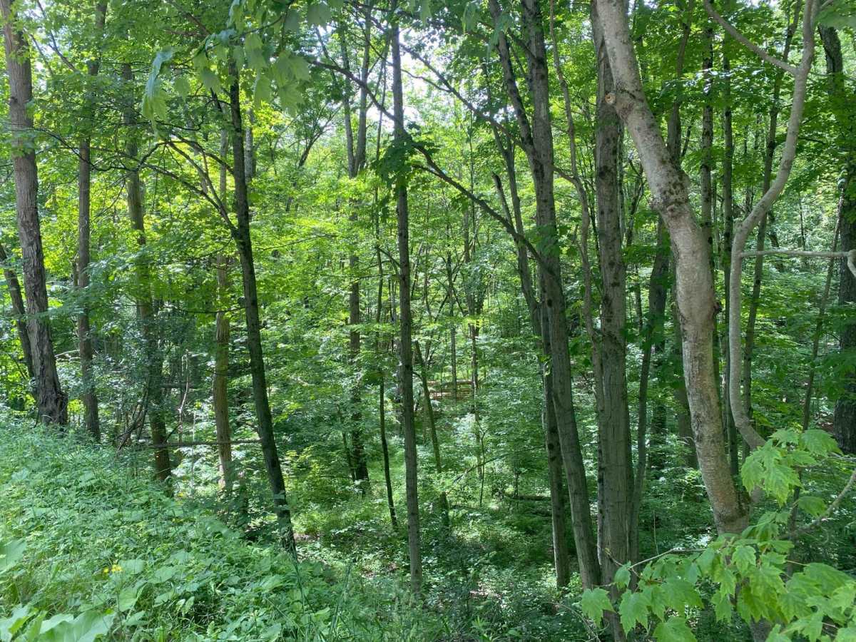 Kennedy State Forest photo 4