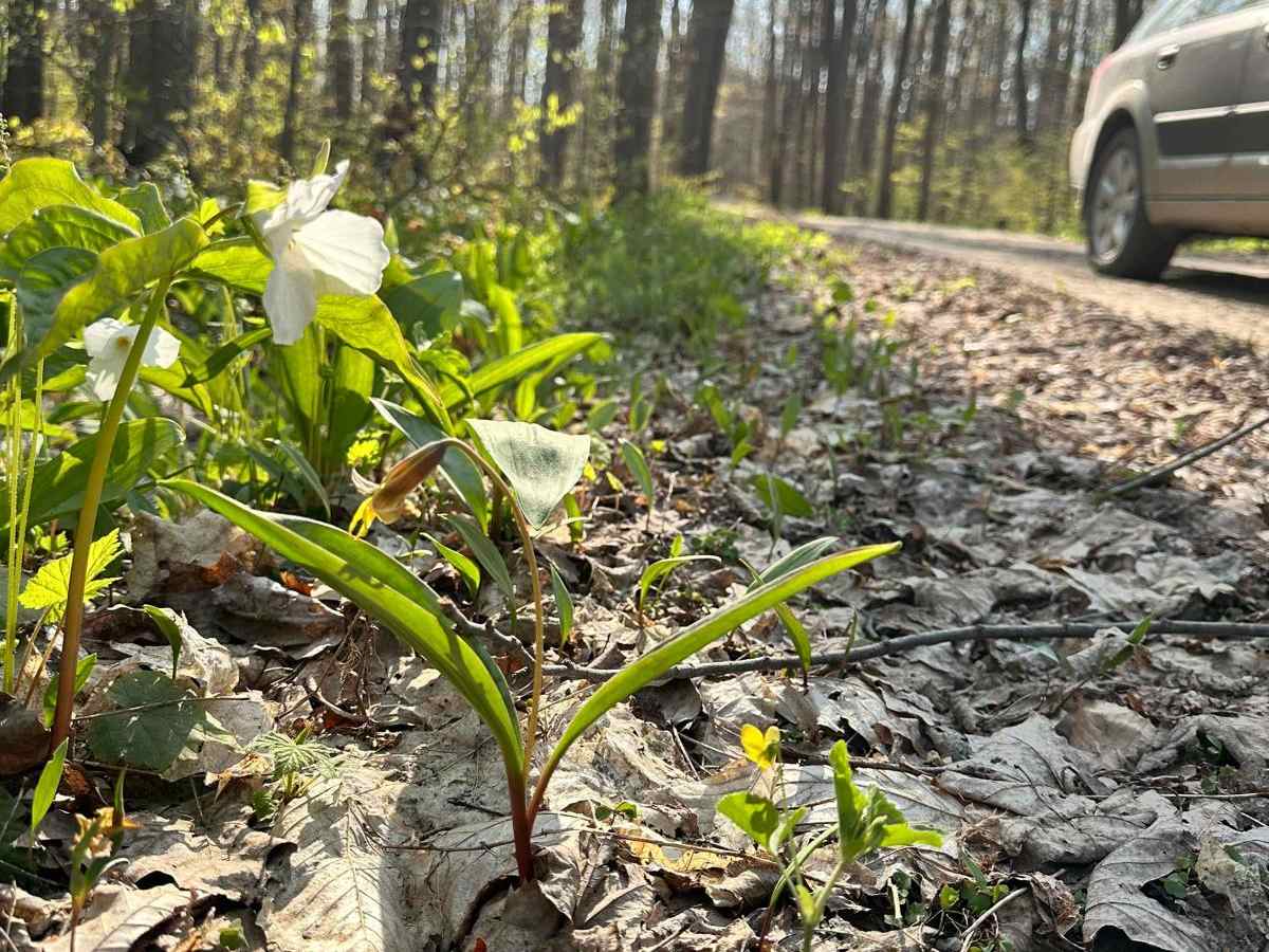 Cadillac Area ORV/OHV Scenic Ride - Part 8 trail photo