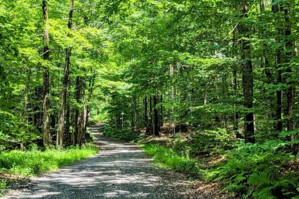 Greylock Road